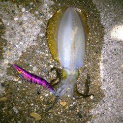 江井ヶ島で今季一の胴長21cmGET!