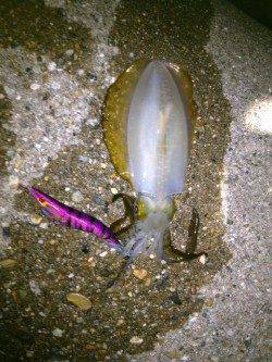 江井ヶ島で今季一の胴長21cmGET!