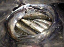 指二本から二本半のタチウオの群れが回遊！