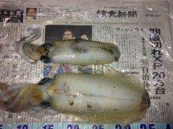 波高い中良型アオリイカをゲット　田結漁港エギング