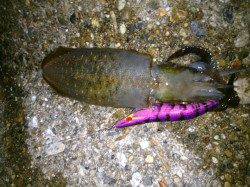 東二見人工島でエギング～1時間足らずで2杯GET！