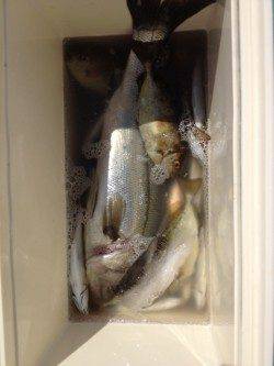 和歌山マリーナシティでサビキ・のませ　次回はさらに大物狙い！