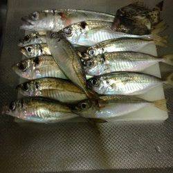 下津周辺の漁港でアジング　コンスタントに釣れ続きました