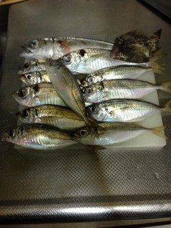 下津周辺の漁港でアジング　コンスタントに釣れ続きました