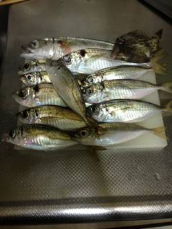 下津周辺の漁港でアジング　コンスタントに釣…