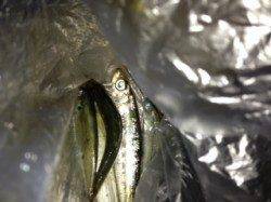 初めてのサヨリ釣り、合わせが難しかった！