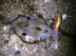 イカパンチからのパニックジャークでメタボなアオリイカ！