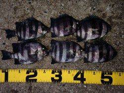 鳴尾浜で四目釣り♪　サンバソウ・ベラ・グレ・ガシラ