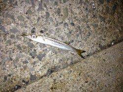 下津周辺をランガン、アジングでアジ・カマス