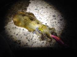 600gオーバーの良型アオリイカ♪