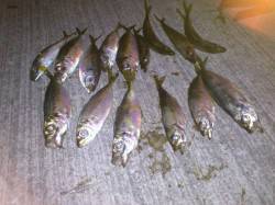 仕事帰りに岸和田でアジング♪