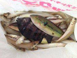 入れ食い、２連も♪　明神でのキス投げ釣り