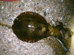 東二見人工島でエギング　今季一サイズのアオリイカ