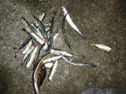 本命タチウオは反応なく…アナゴ、アジ、サヨリ、イワシ