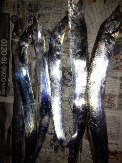 ワインドでタチウオ、指4本クラスを6本で大満足！！