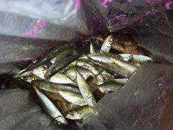 サビキとズボ釣りでガシラ・アナゴ・アジ・イワシ