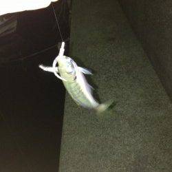 下津周辺をランガン、アジングでアジ・カマス