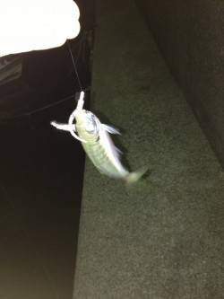 下津周辺をランガン、アジングでアジ・カマス…