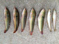 船瀬～阿万で投げ釣り　キス・ベラの釣果