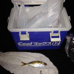 小雨の中兵突でサビキ釣り、底付近でアジ入れ食い