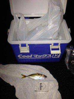 小雨の中兵突でサビキ釣り、底付近でアジ入れ食い