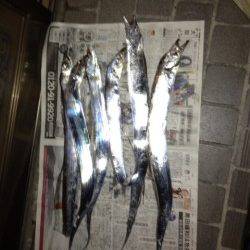 ワインドでタチウオ、指4本クラスを6本で大満足！！