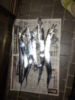 ワインドでタチウオ、指4本クラスを6本で大満足！！