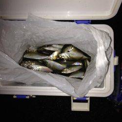 小雨の中兵突でサビキ釣り、底付近でアジ入れ食い