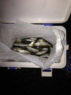 小雨の中兵突でサビキ釣り、底付近でアジ入れ食い