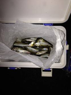 小雨の中兵突でサビキ釣り、底付近でアジ入れ…