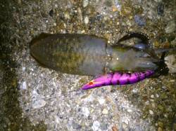 東二見人工島でエギング～1時間足らずで2杯…