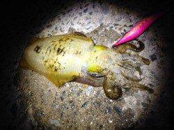 600gオーバーの良型アオリイカ♪