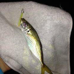 岸和田　19時から1時間のアジング釣行