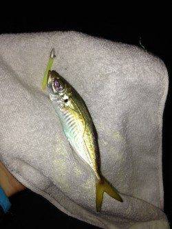 岸和田　19時から1時間のアジング釣行