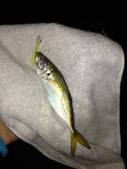 岸和田　19時から1時間のアジング釣行