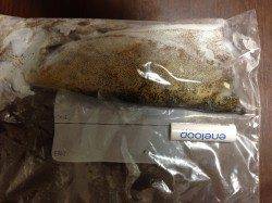 松江～藤江　仕事終わりのエギングでアオリイカ狙い