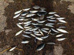 マリーナシティ海釣り公園　サビキでアジ快釣〜