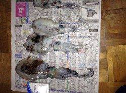 香住東港、港内にて朝4時半からエギングをスタート