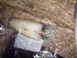 松江～藤江でのエギング釣果