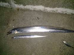 西宮浜、ワーム引きづりタチウオ指2.5本