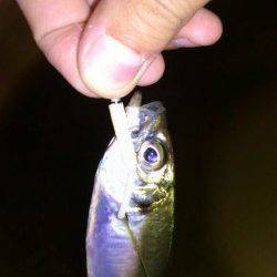 岸和田エリア日暮れから2時間だけアジングに行ってきました