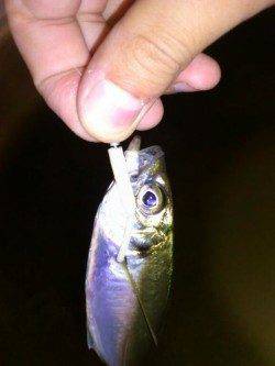 岸和田エリア日暮れから2時間だけアジングに行ってきました