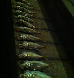 大阪南港でのアジング　チヌは不発でした