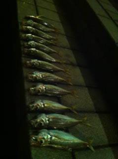 大阪南港でのアジング　チヌは不発でした