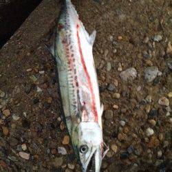 東二見人工島　朝のルアーゲームでサゴシがHIT　大物にも期待