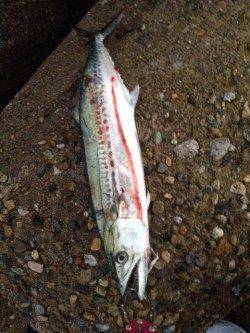 東二見人工島　朝のルアーゲームでサゴシがHIT　大物にも期待