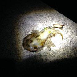 加太漁港　エギングでアオリイカのトンカツ＆コロッケサイズ