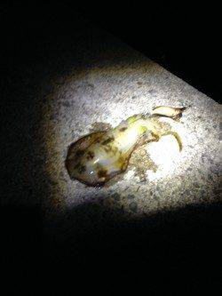 加太漁港　エギングでアオリイカのトンカツ＆コロッケサイズ