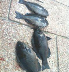 南芦屋浜　紀州釣りでチヌ・アジ・グレ・ボラの4目釣り