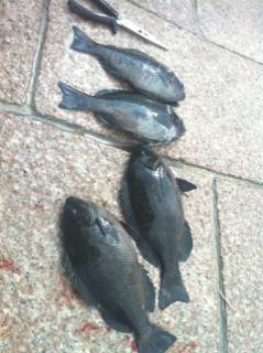 南芦屋浜　紀州釣りでチヌ・アジ・グレ・ボラ…